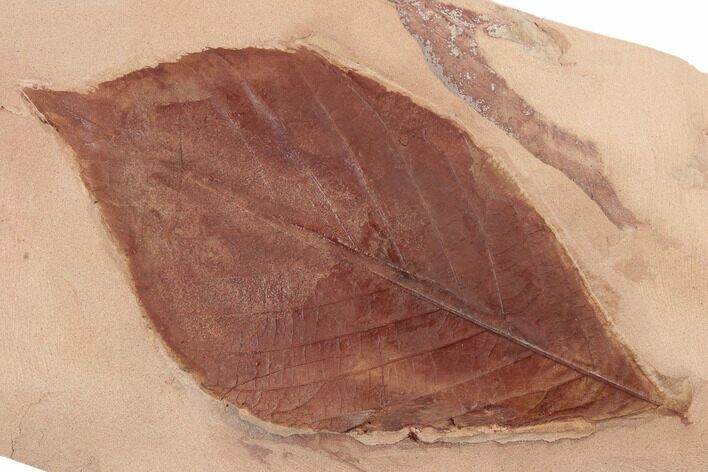 Red Fossil Hickory Leaf (Carya) - Montana #188964